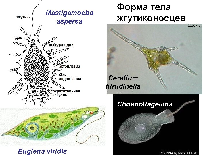 Mastigamoeba aspersa Форма тела жгутиконосцев Ceratium hirudinella Choanoflagellida Euglena viridis 