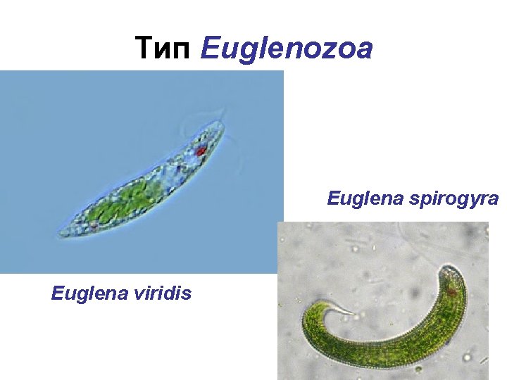 Тип Euglenozoa Euglena viridis Euglena spirogyra Euglena viridis 