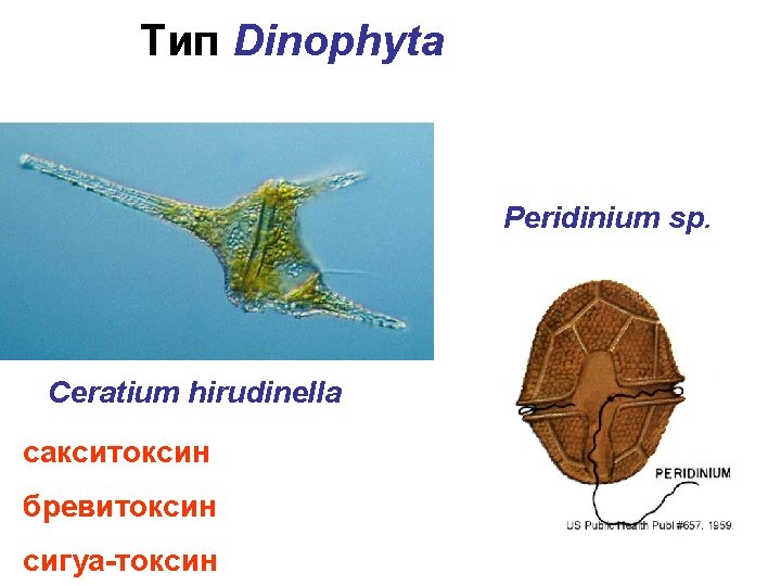 Тип Dinophyta Ceratium hirudinella Peridinium sp. Ceratium hirudinella сакситоксин бревитоксин сигуа-токсин 