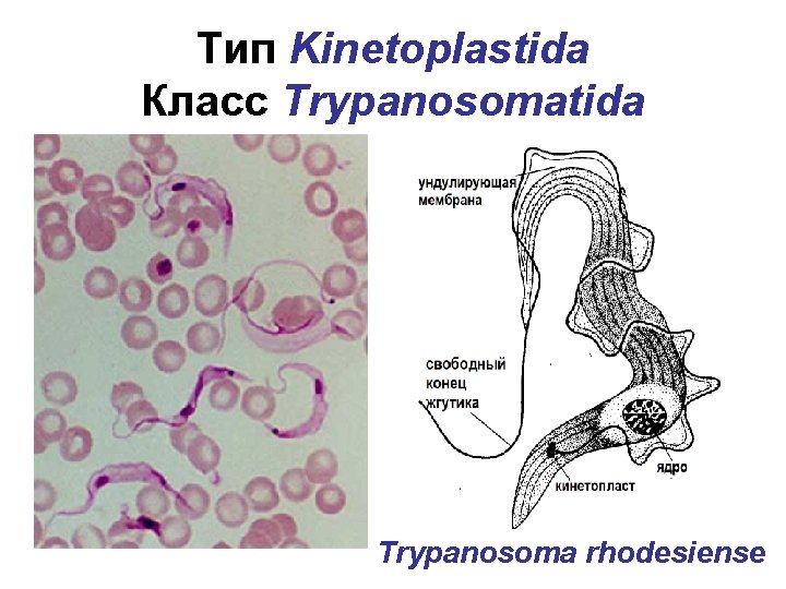 Тип Kinetoplastida Класс Trypanosomatida Trypanosoma rhodesiense 