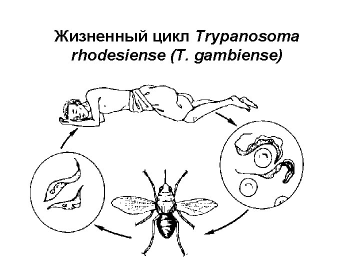 Жизненный цикл Trypanosoma rhodesiense (T. gambiense) 