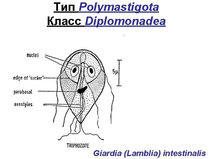 Тип Polymastigota Класс Diplomonadea Giardia (Lamblia) intestinalis 