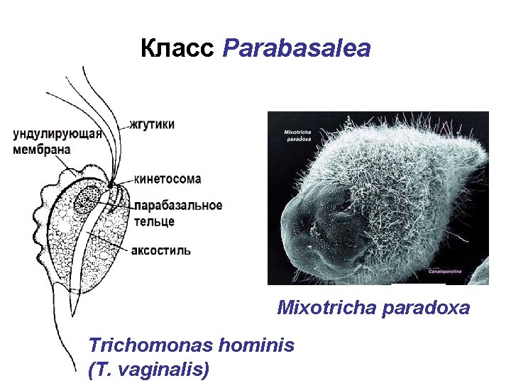 Класс Parabasalea Mixotricha paradoxa Trichomonas hominis (T. vaginalis) 