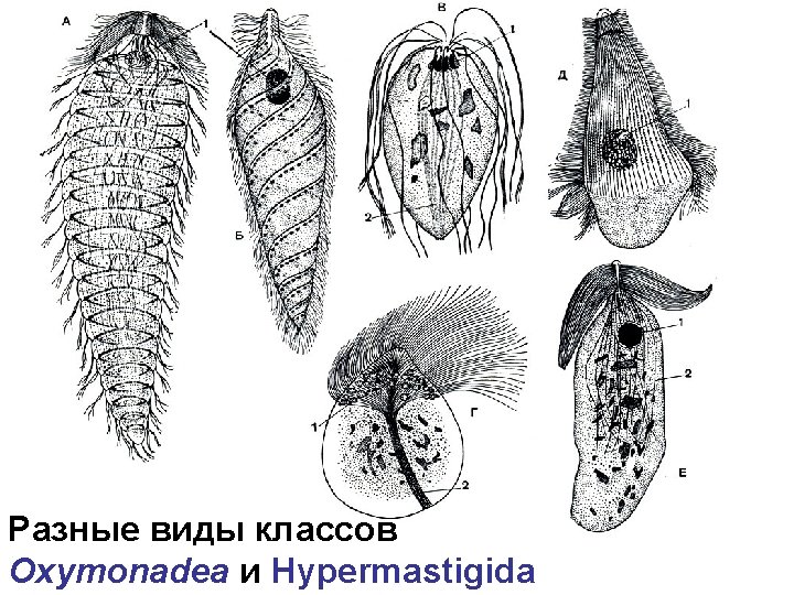 Разные виды классов Oxymonadea и Hypermastigida 