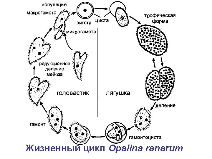 Жизненный цикл Opalina ranarum 