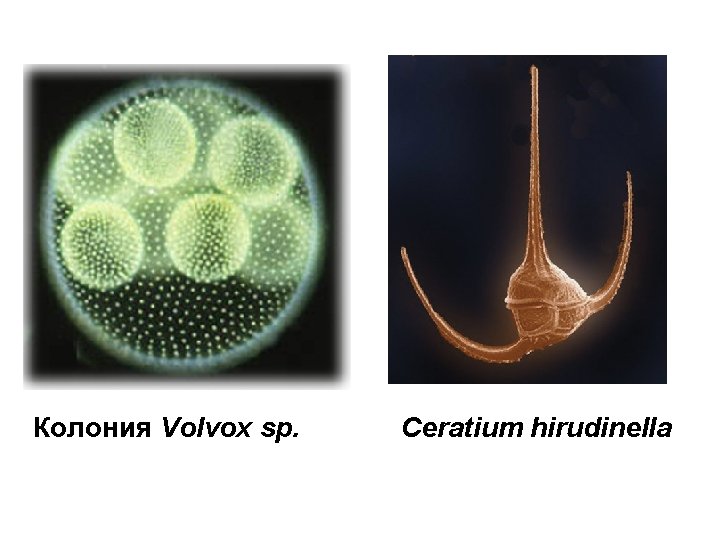 Колония Volvox sp. Ceratium hirudinella 
