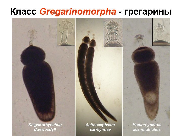 Класс Gregarinomorpha - грегарины 