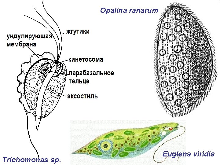 Opalina ranarum Trichomonas sp. Euglena viridis 