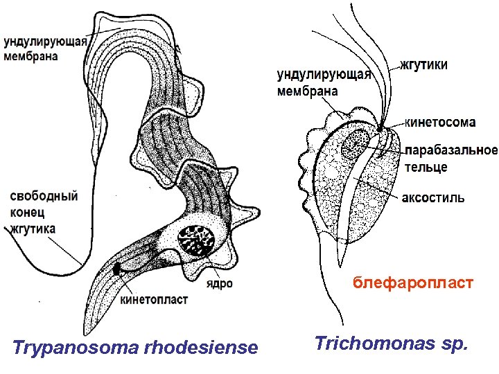 блефаропласт Trypanosoma rhodesiense Trichomonas sp. 