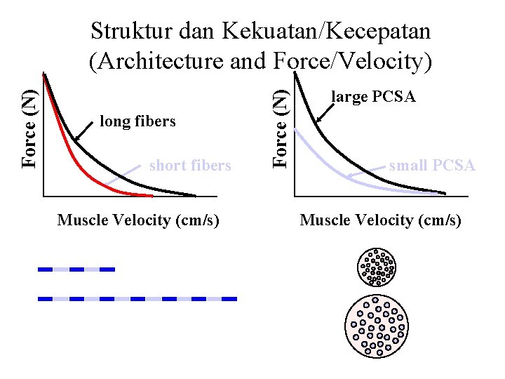 long fibers short fibers Muscle Velocity (cm/s) Force (N) Struktur dan Kekuatan/Kecepatan (Architecture and