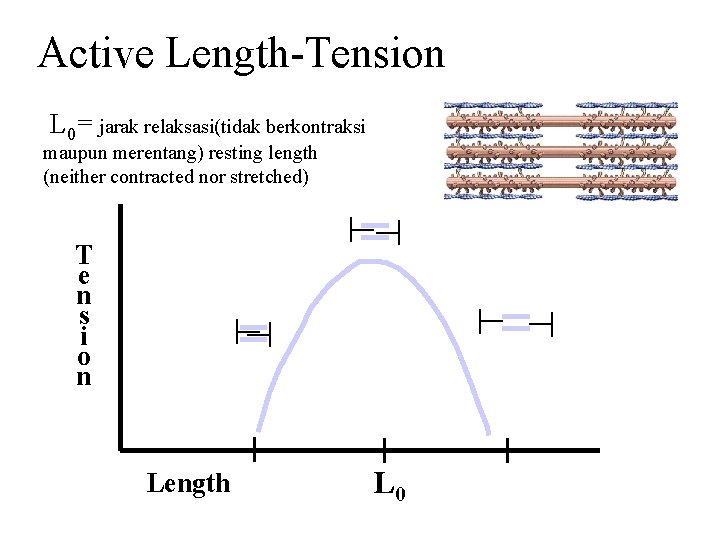 Active Length-Tension L 0= jarak relaksasi(tidak berkontraksi maupun merentang) resting length (neither contracted nor