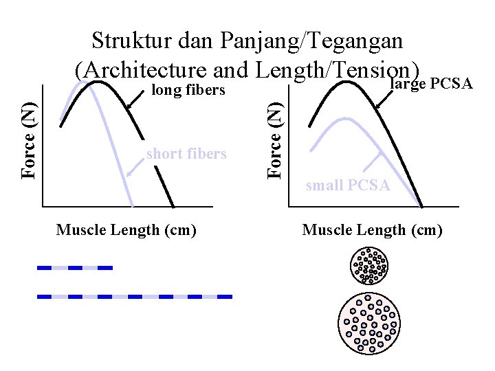 Struktur dan Panjang/Tegangan (Architecture and Length/Tension) large PCSA short fibers Muscle Length (cm) Force