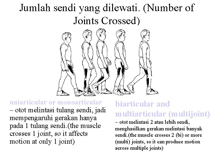 Jumlah sendi yang dilewati. (Number of Joints Crossed) uniarticular or monoarticular – otot melintasi