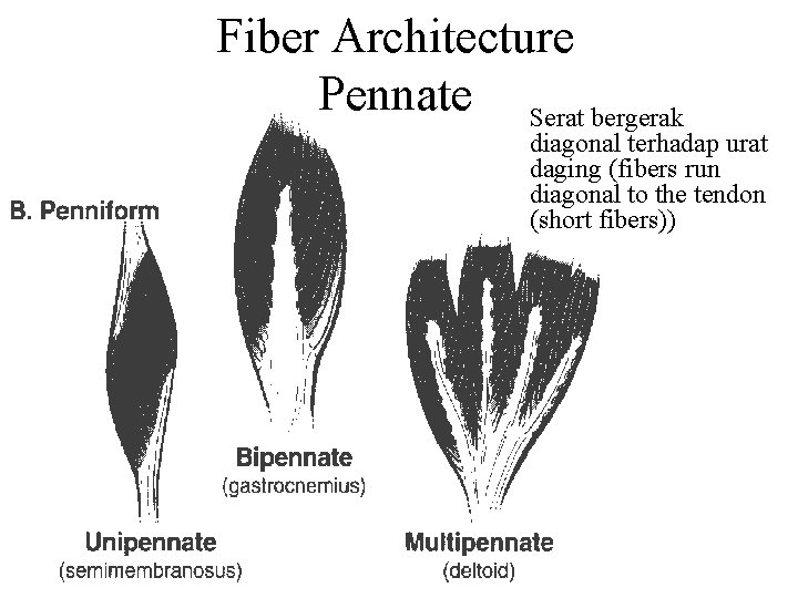 Fiber Architecture Pennate Serat bergerak diagonal terhadap urat daging (fibers run diagonal to the