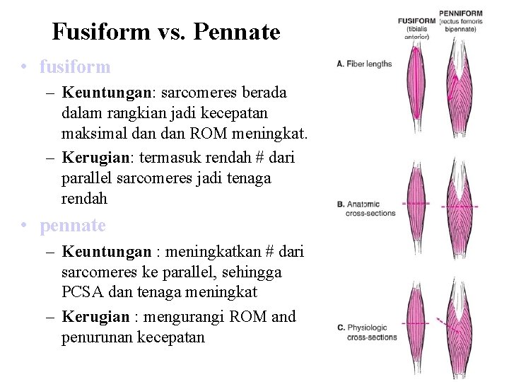 Fusiform vs. Pennate • fusiform – Keuntungan: sarcomeres berada dalam rangkian jadi kecepatan maksimal