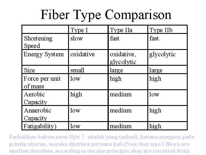 Fiber Type Comparison Type I slow Type IIa fast Type IIb fast glycolytic small