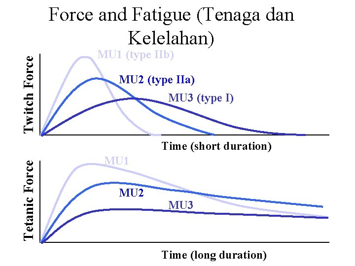 Twitch Force and Fatigue (Tenaga dan Kelelahan) MU 1 (type IIb) MU 2 (type