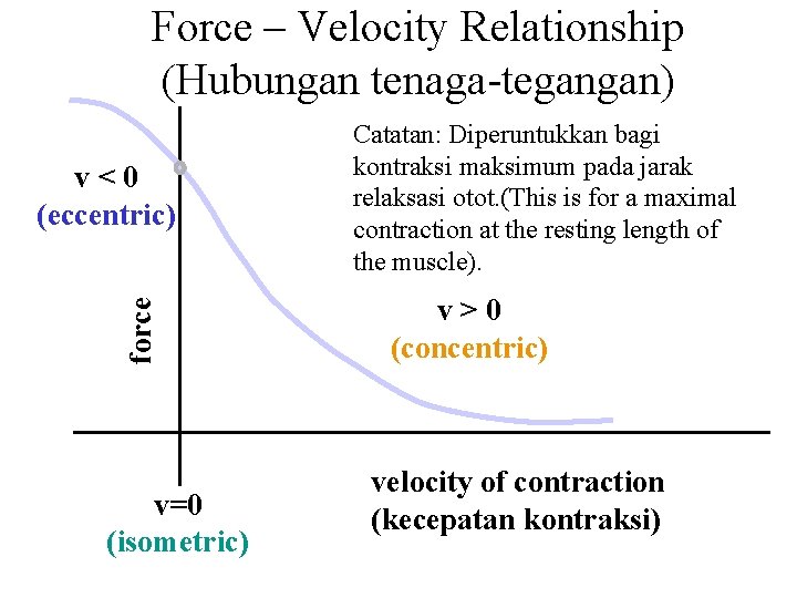 Force – Velocity Relationship (Hubungan tenaga-tegangan) force v<0 (eccentric) v=0 (isometric) Catatan: Diperuntukkan bagi