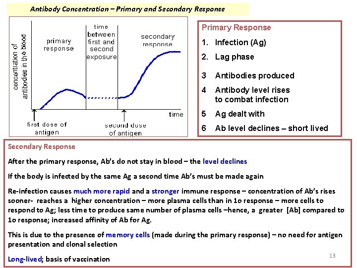 Antibody Concentration – Primary and Secondary Response Primary Response 1. Infection (Ag) 2. Lag