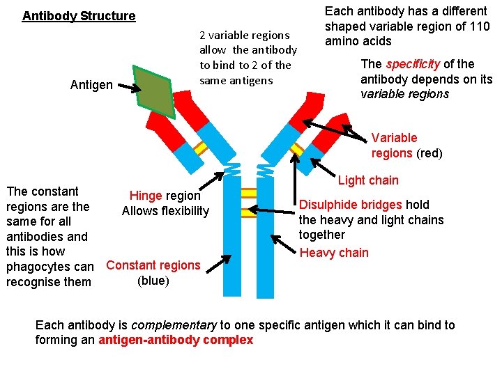 Antibody Structure Antigen 2 variable regions allow the antibody to bind to 2 of