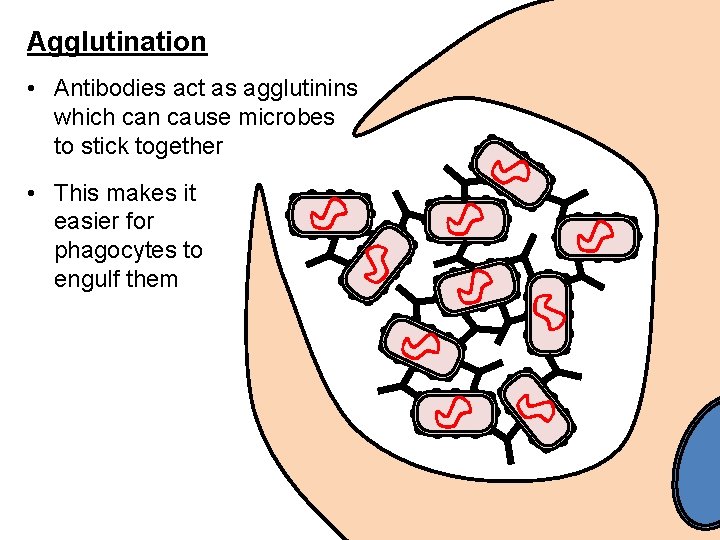 Agglutination • Antibodies act as agglutinins which can cause microbes to stick together •