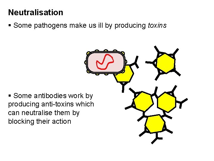 Neutralisation § Some pathogens make us ill by producing toxins § Some antibodies work