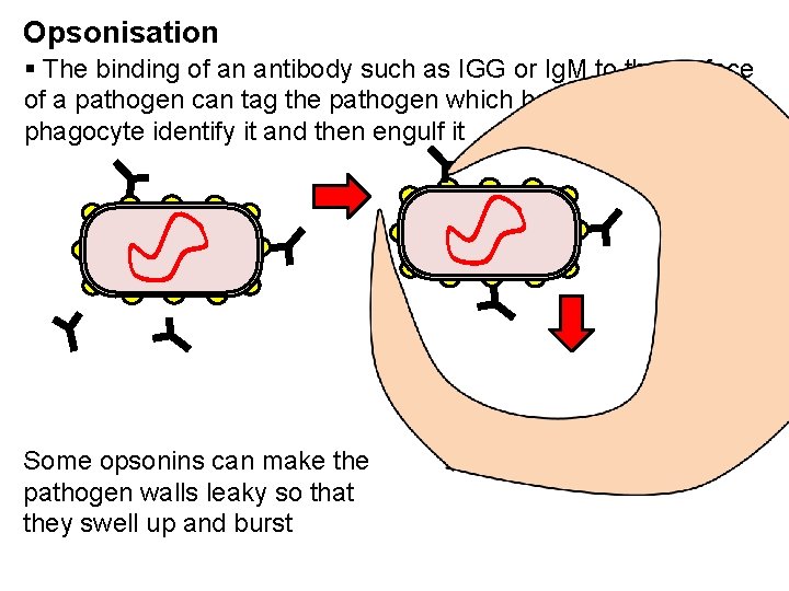 Opsonisation § The binding of an antibody such as IGG or Ig. M to