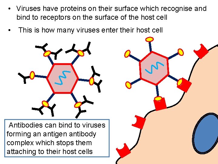  • Viruses have proteins on their surface which recognise and bind to receptors