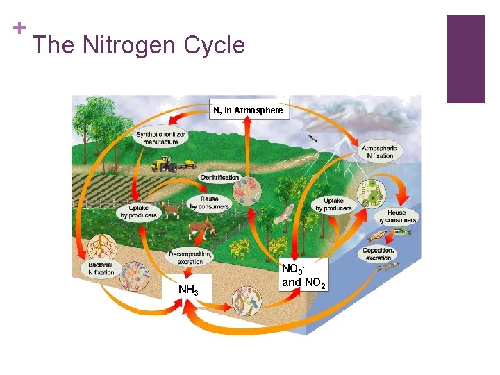 + The Nitrogen Cycle N 2 in Atmosphere NH 3 NO 3 and NO