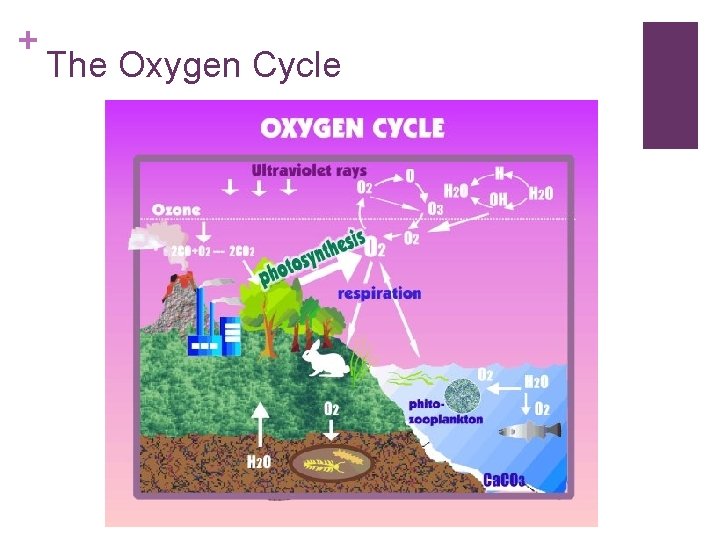 + The Oxygen Cycle 