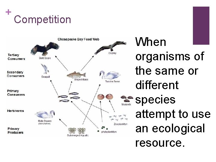 + Competition When organisms of the same or different species attempt to use an