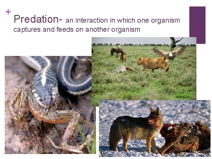 + Predation- an interaction in which one organism captures and feeds on another organism