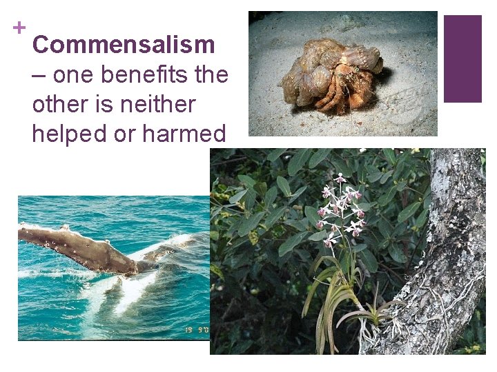 + Commensalism – one benefits the other is neither helped or harmed 