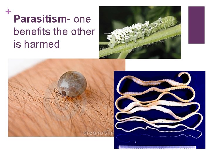 + Parasitism- one benefits the other is harmed 