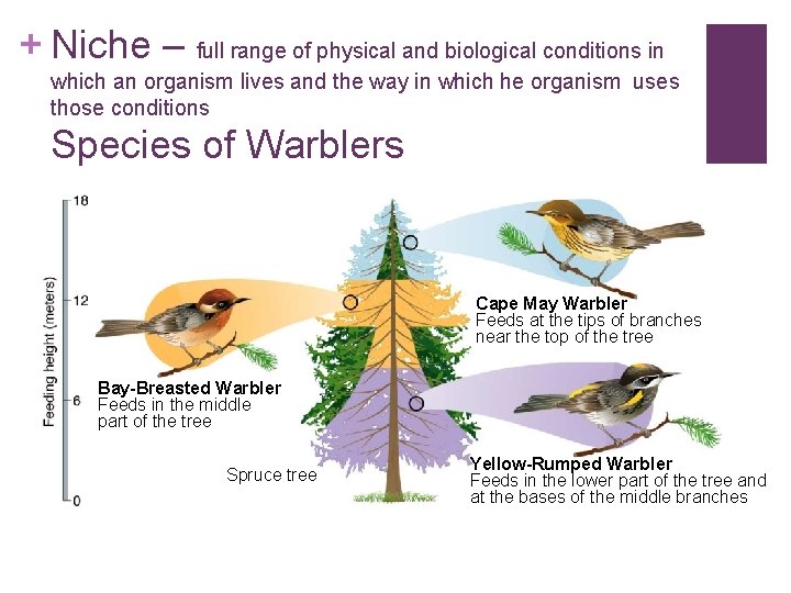 + Niche – full range of physical and biological conditions in which an organism