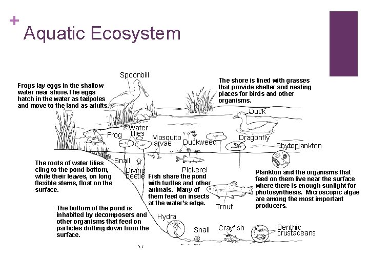 + Aquatic Ecosystem Spoonbill Frogs lay eggs in the shallow water near shore. The