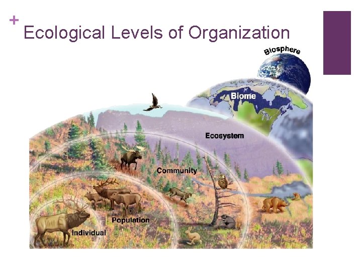 + Ecological Levels of Organization 