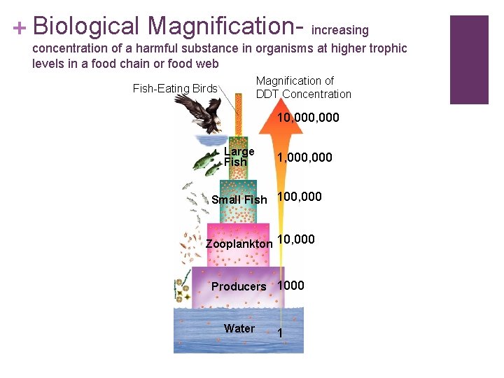 + Biological Magnification- increasing concentration of a harmful substance in organisms at higher trophic