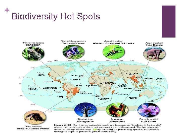 + Biodiversity Hot Spots 