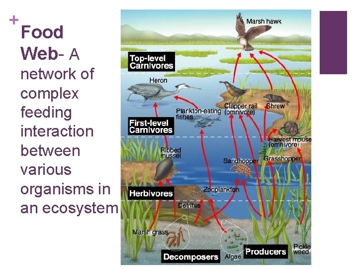 + Food Web- A network of complex feeding interaction between various organisms in an