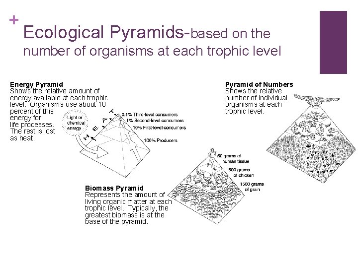 + Ecological Pyramids-based on the number of organisms at each trophic level Energy Pyramid