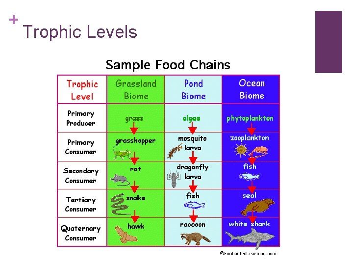 + Trophic Levels 