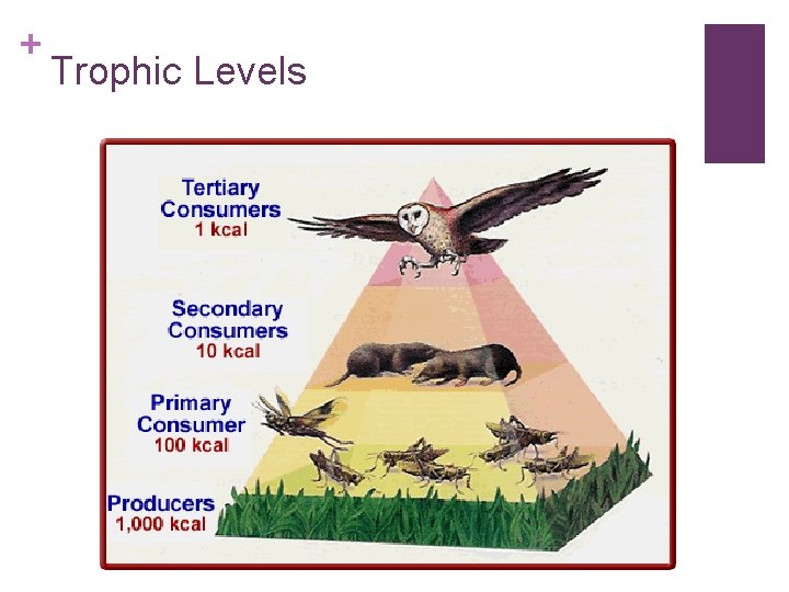 + Trophic Levels 