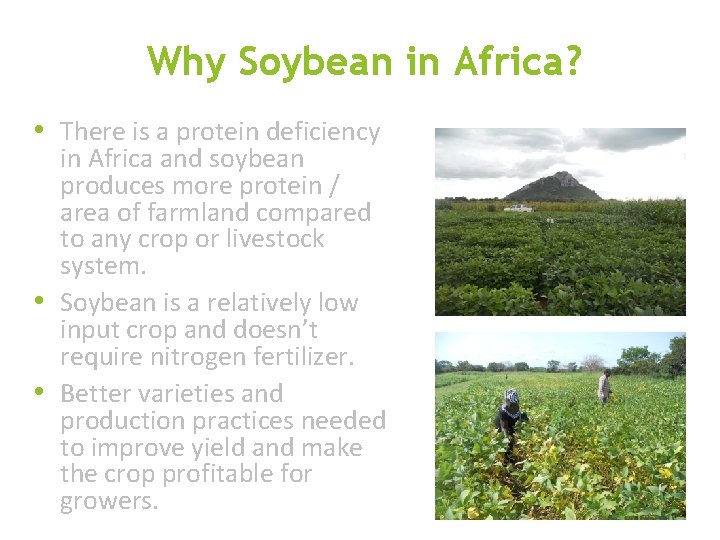 Why Soybean in Africa? • There is a protein deficiency in Africa and soybean