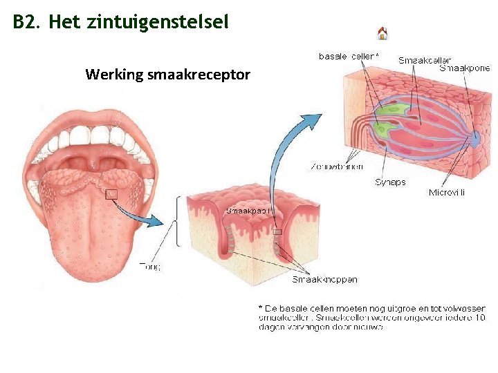 B 2. Het zintuigenstelsel Werking smaakreceptor 