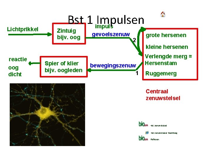 Lichtprikkel Bst 1 impuls Impulsen Zintuig bijv. oog gevoelszenuw 2 grote hersenen kleine hersenen