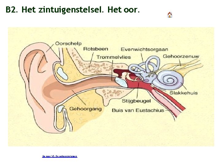 B 2. Het zintuigenstelsel. Het oor. Ga naar V 2. De gehoorzintuigen 