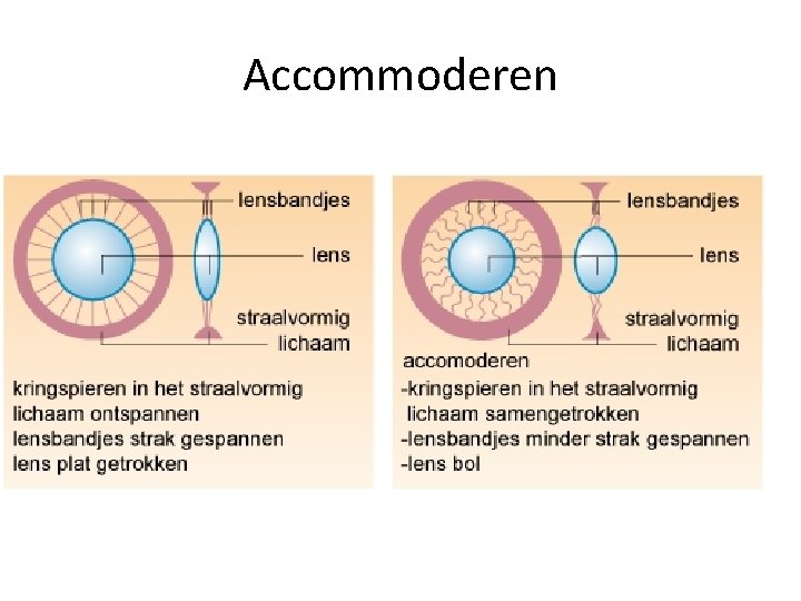 Accommoderen 