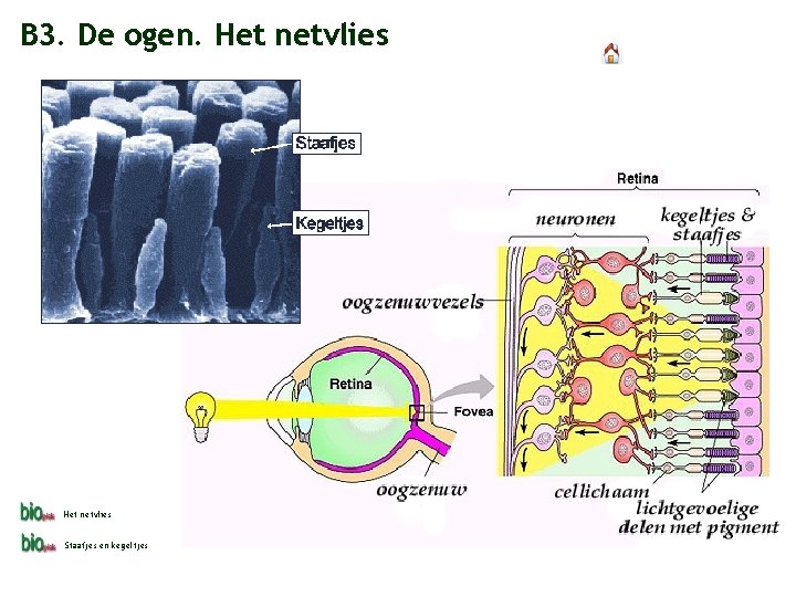 B 3. De ogen. Het netvlies Staafjes en kegeltjes 