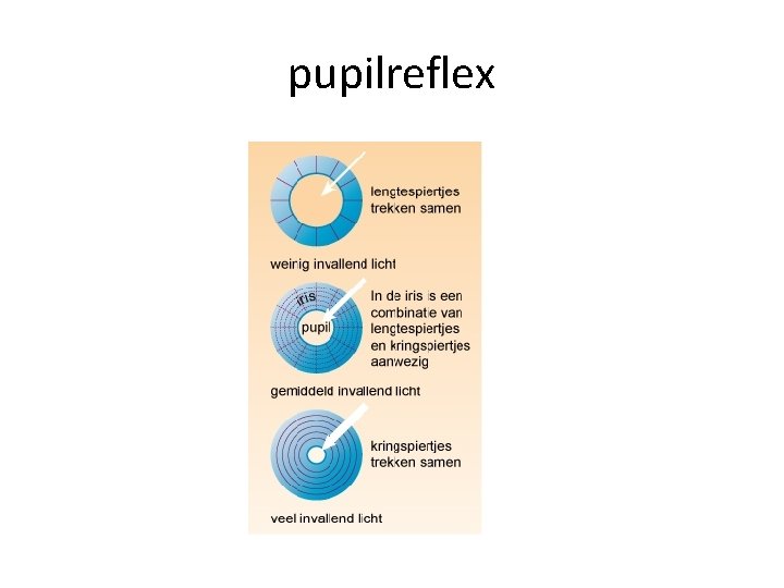 pupilreflex 